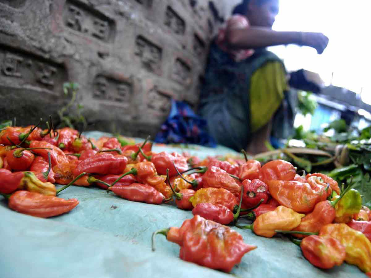 chili peppers market india