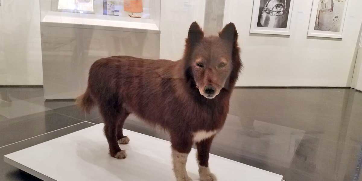 dog balto taxidermy