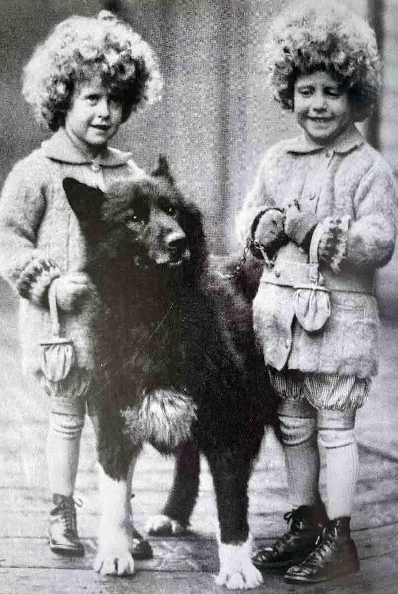 dog balto twins