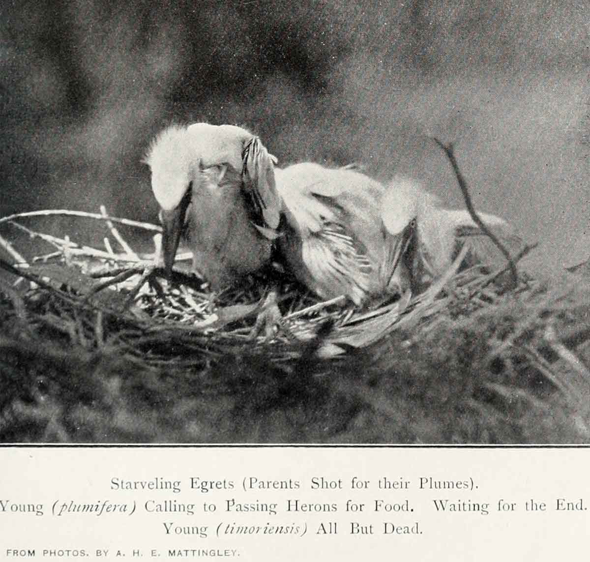 egrets starving photo