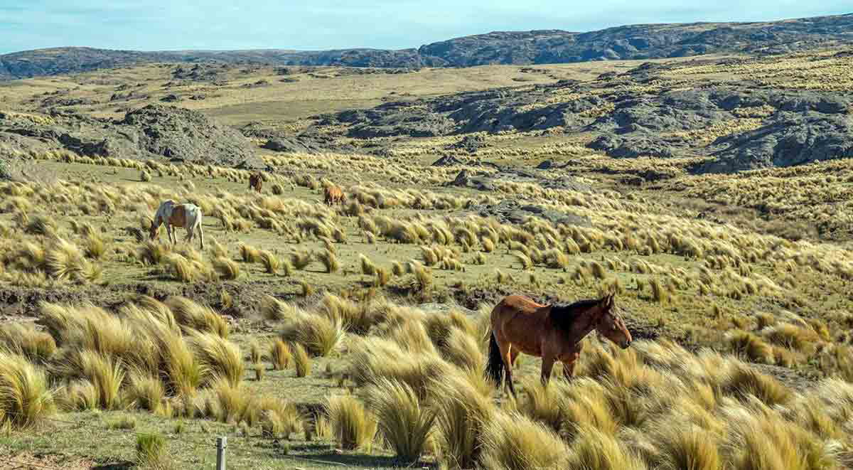 horses grazing argentine pampas