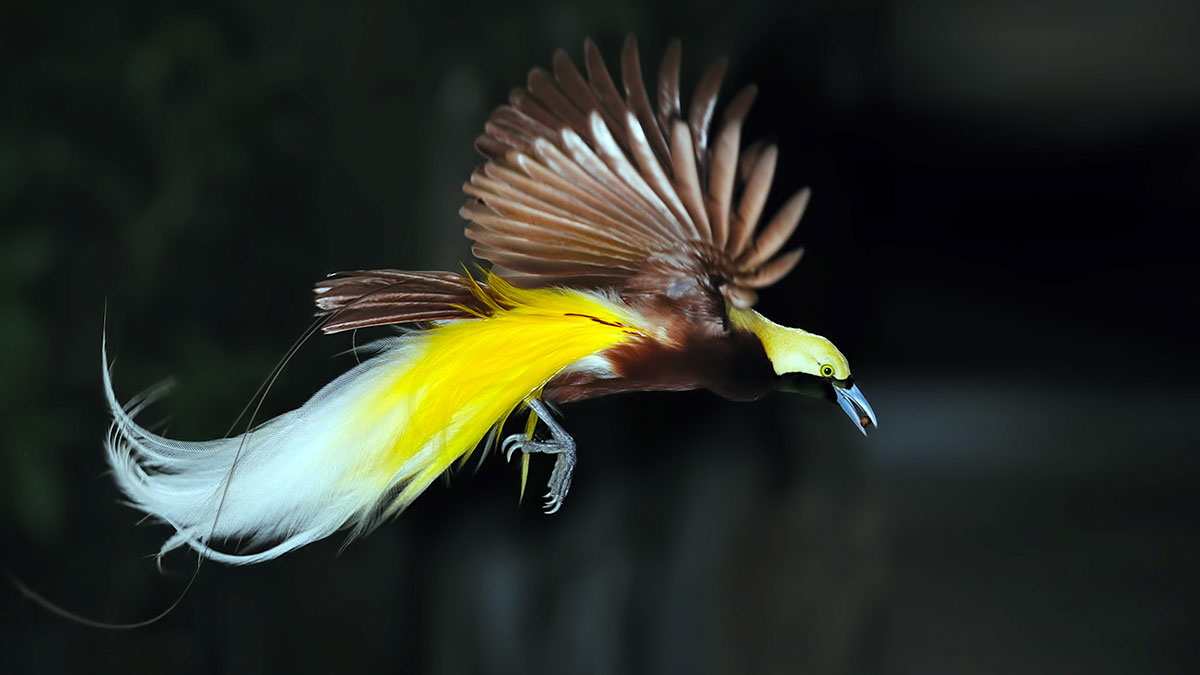 victorian age raggiana bird photo