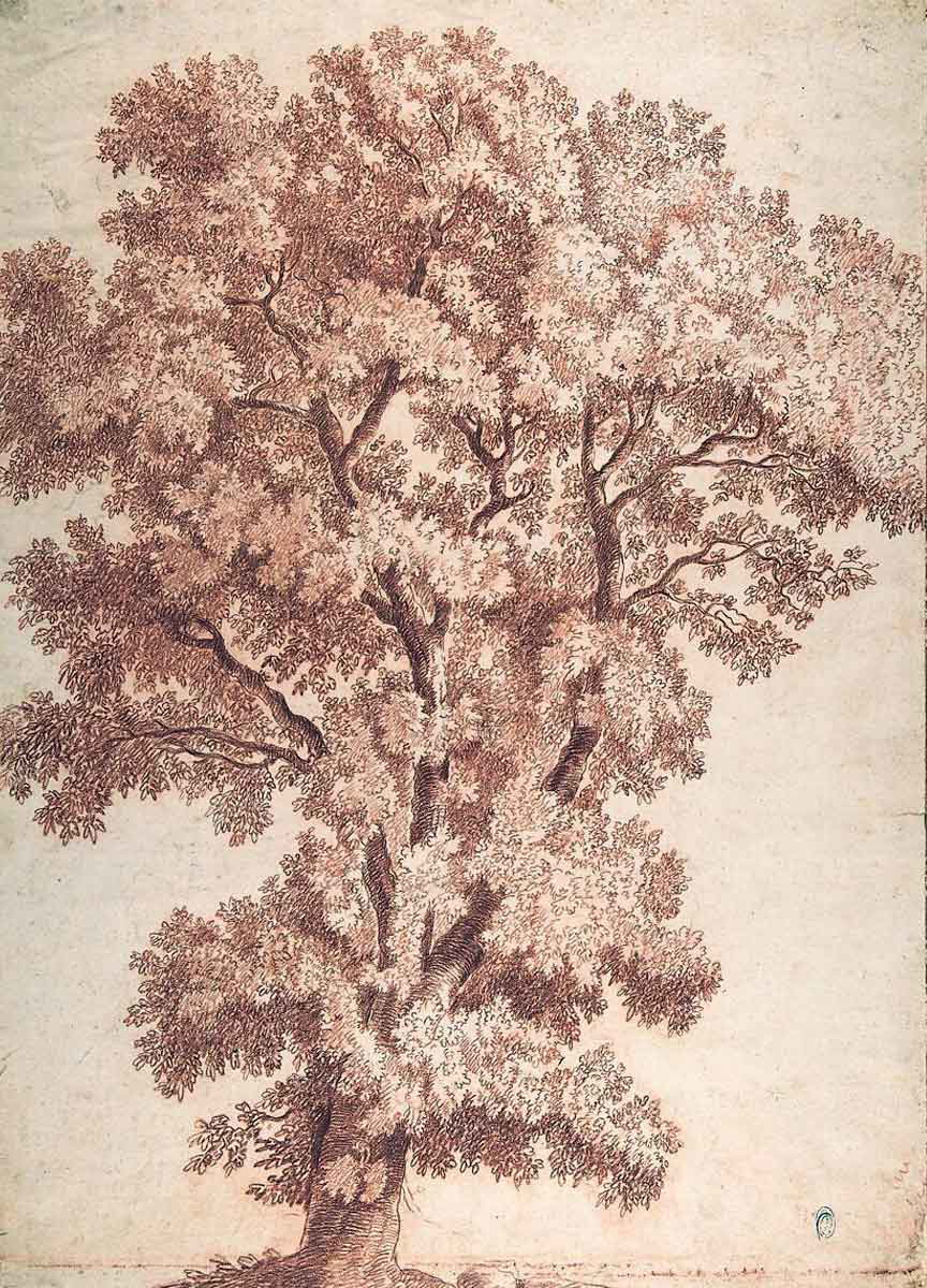 anonymous tree italian roman bolognese drawing