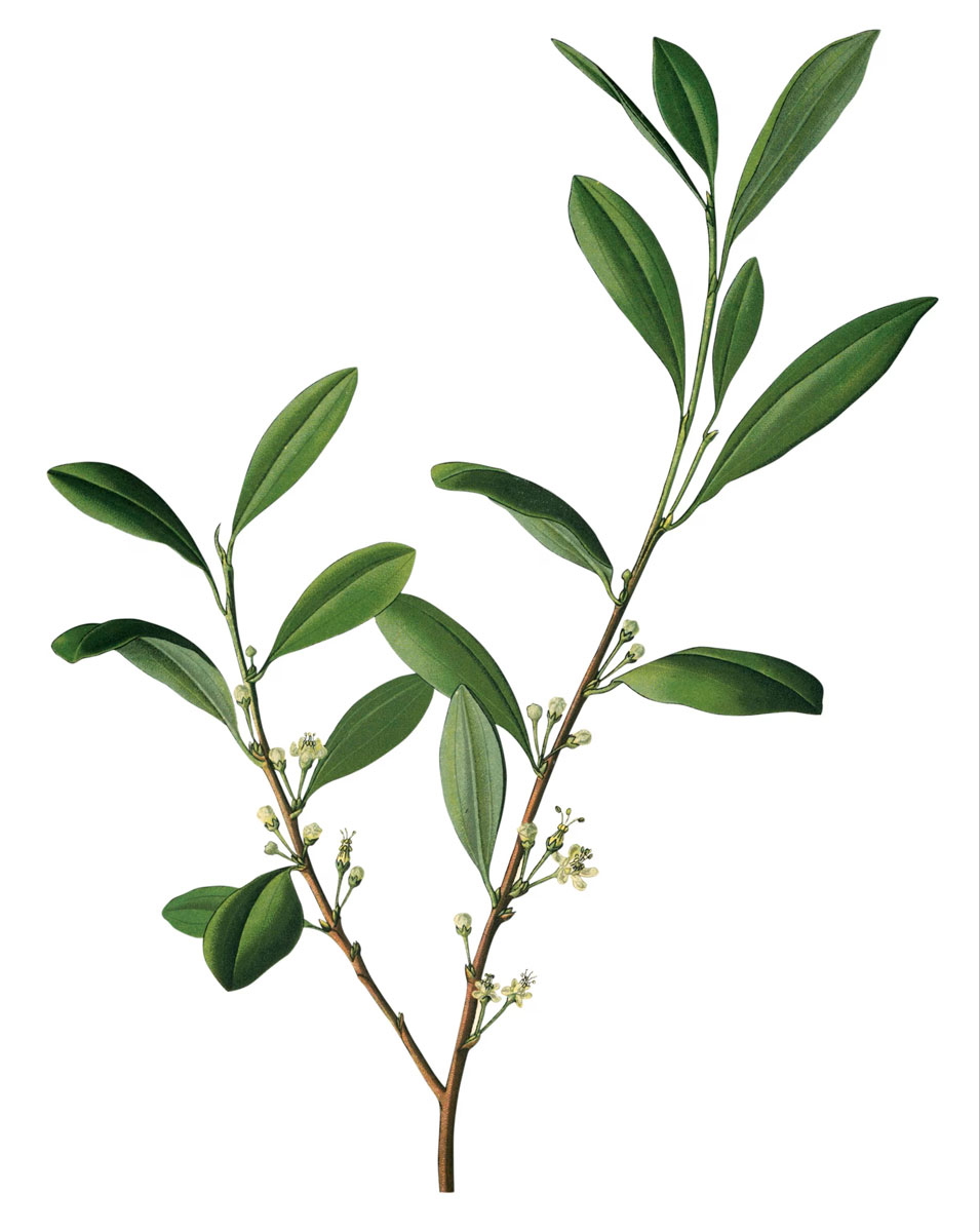 coca plant leaves illustration