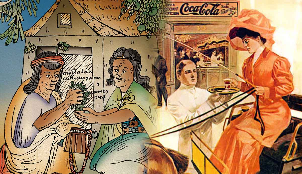 coca plant surprising facts