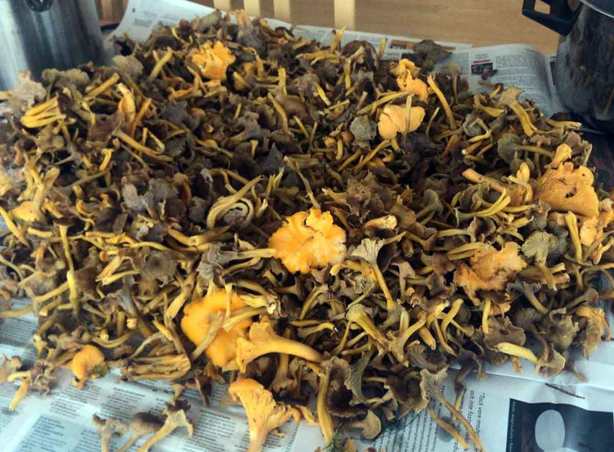 foraging for chantarelles