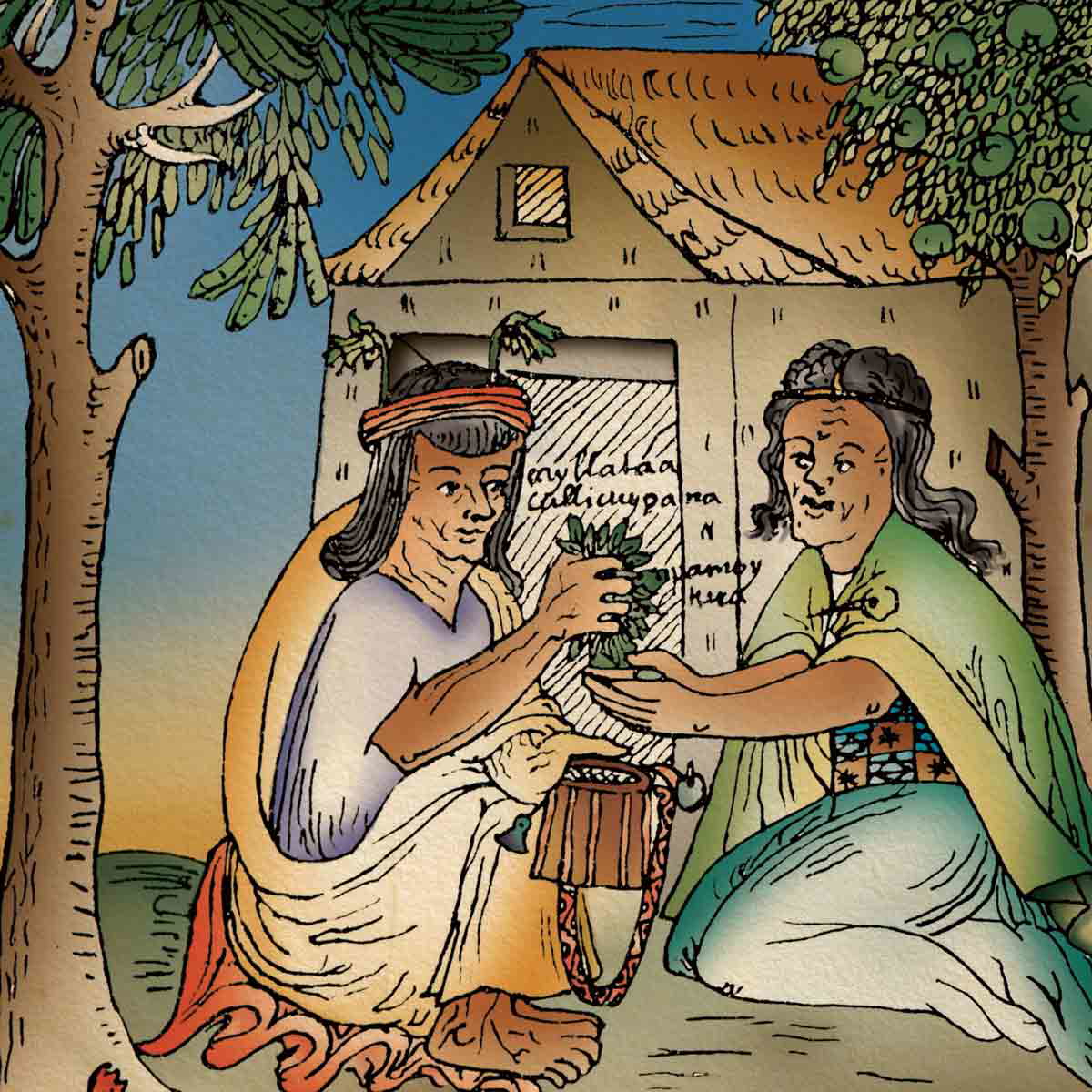 poma de ayala coca illustration