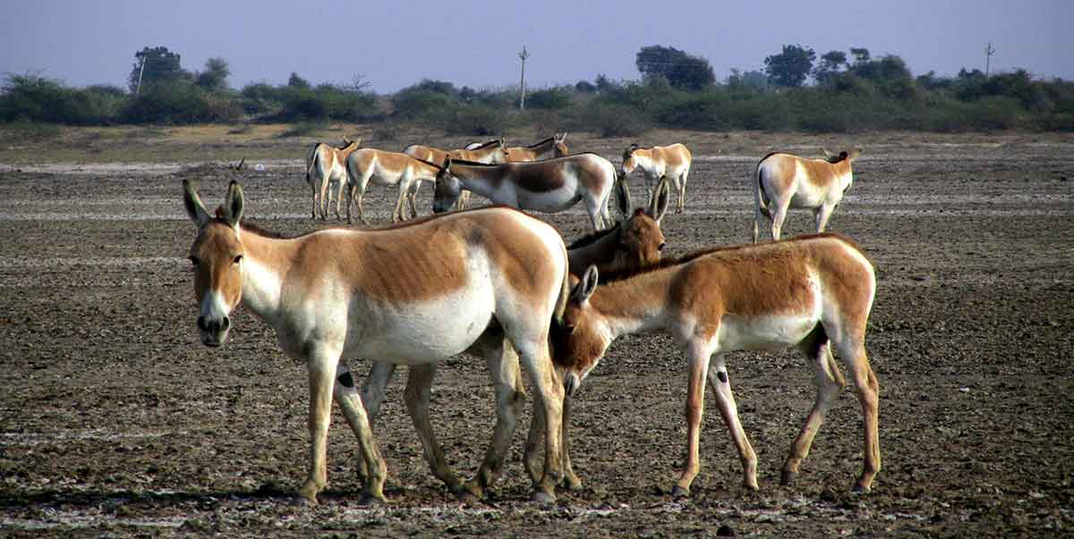 rao indian wild ass photograph