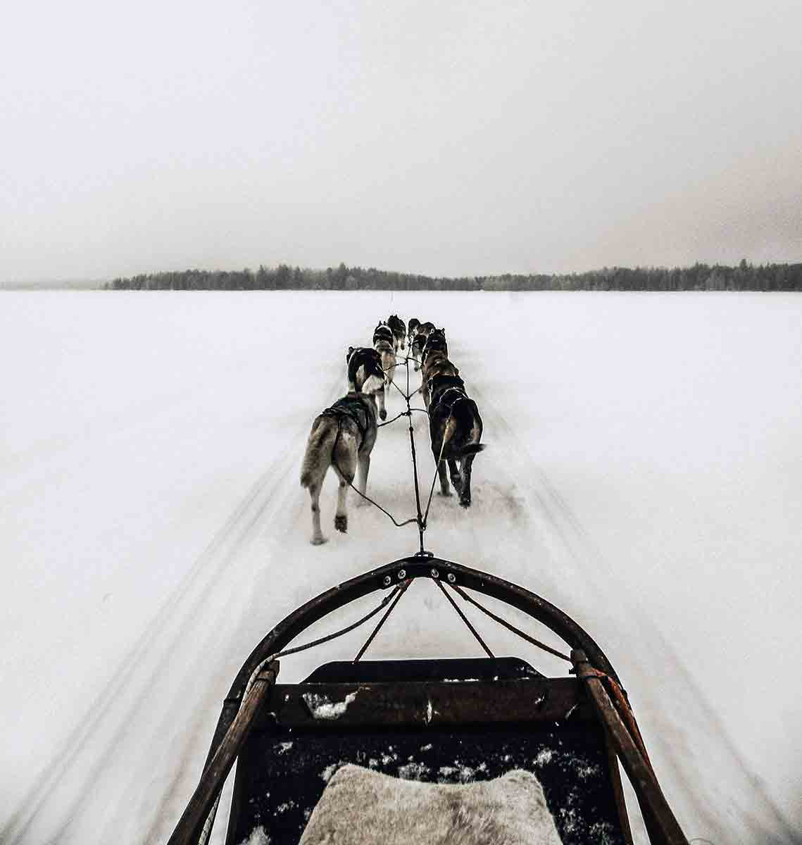 serum run balto dog sled