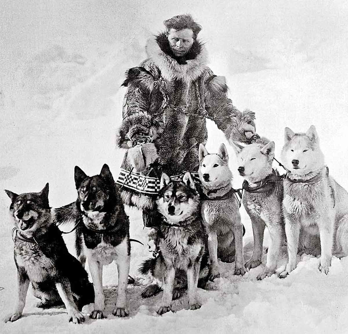 serum run balto togo team