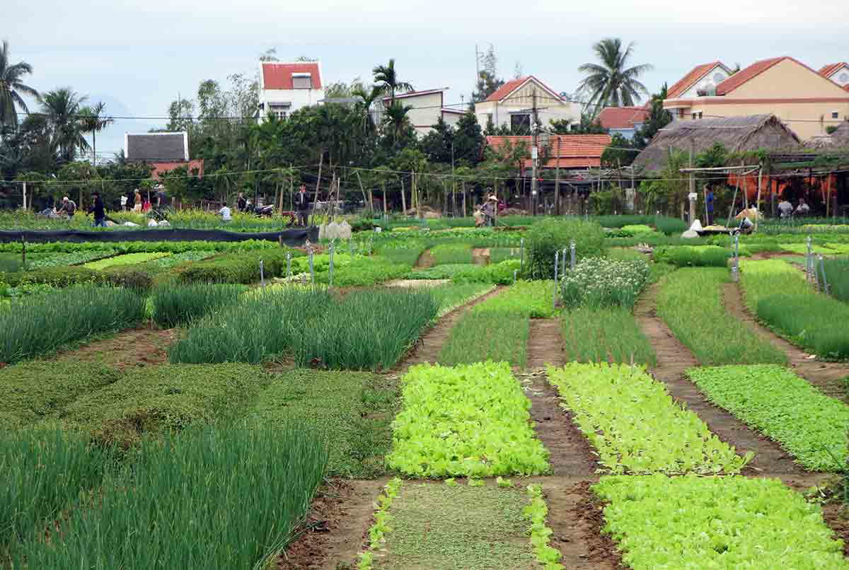 vegetable gardens hoi an