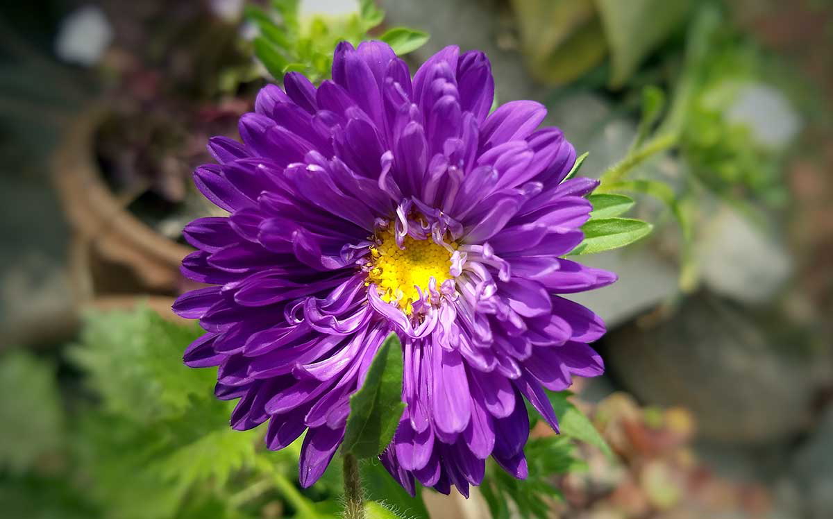 aster flower purple
