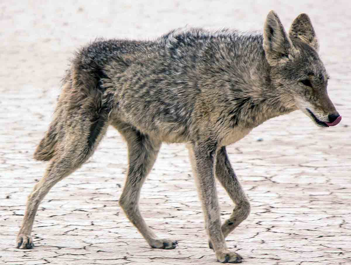 coyote