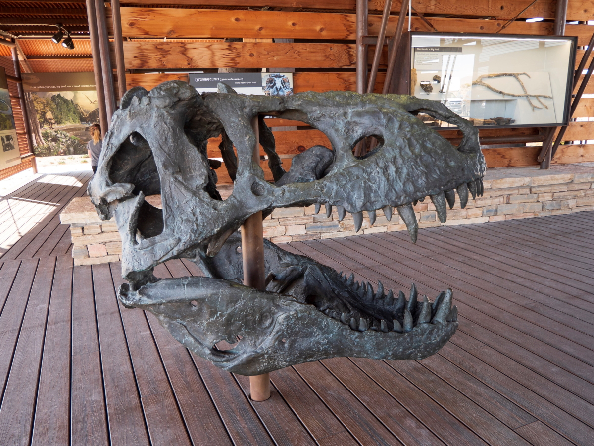 fossil discovery exhibit big bend texas