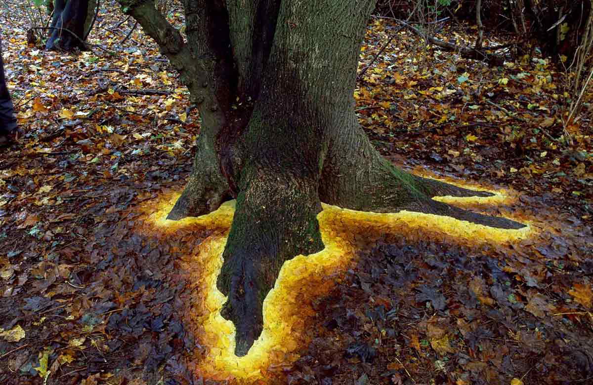goldsworthy sycamore tree
