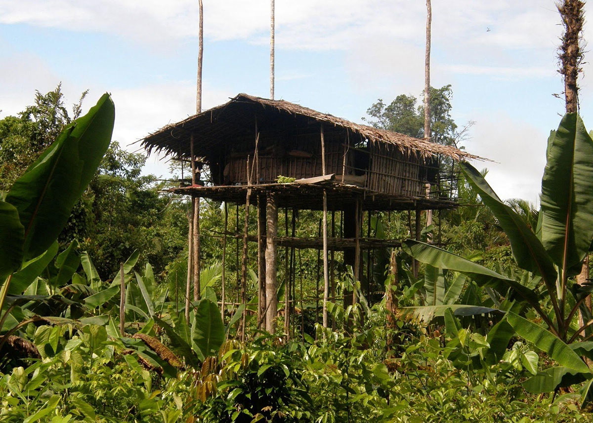 korowai treehouse