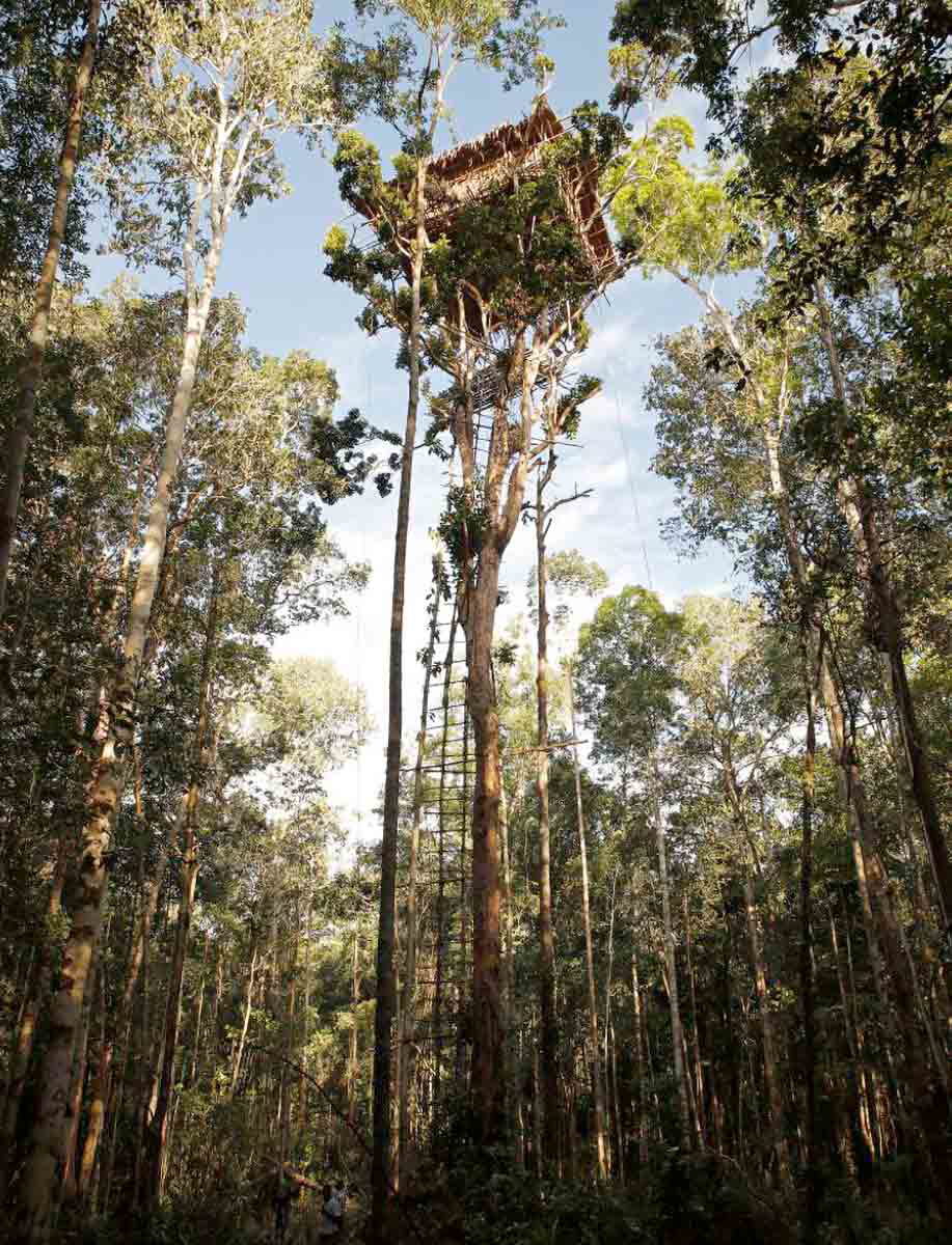 korowai treetop house