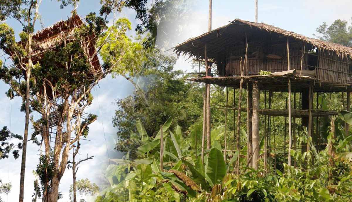 korowai tribe culture history