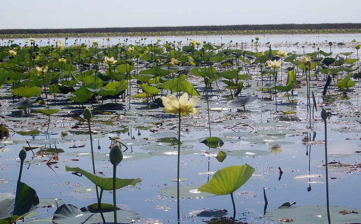 lotus lake okeechobee