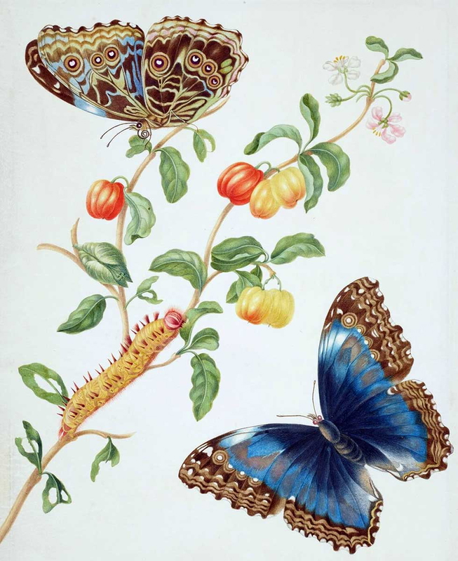 maria sibylla merian scientific studies
