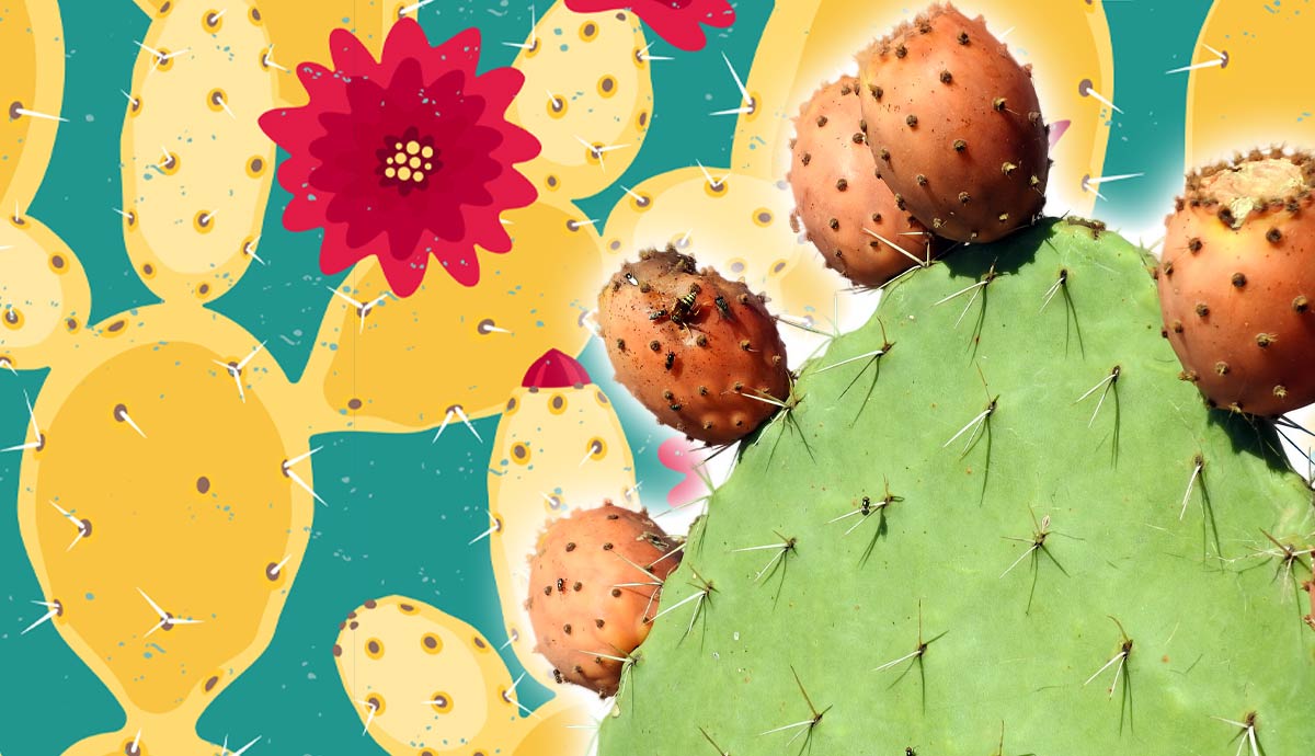 nopal cactus mexico
