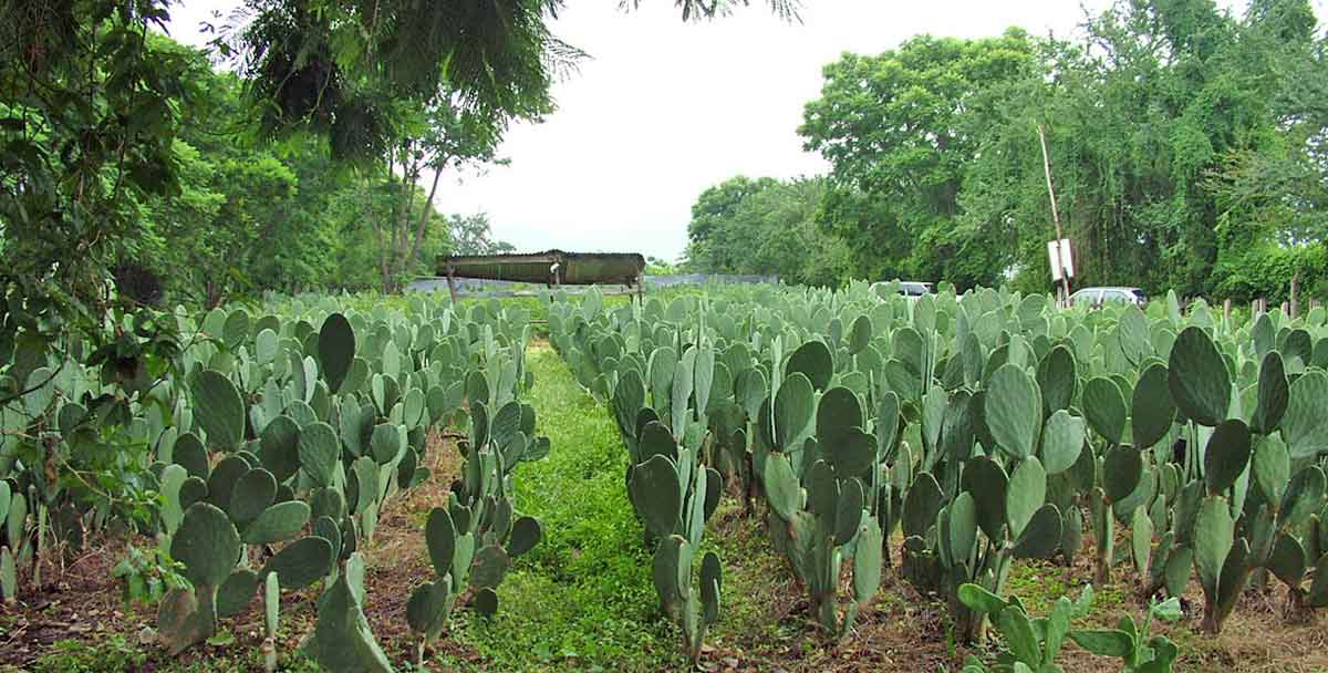 nopal cultivation