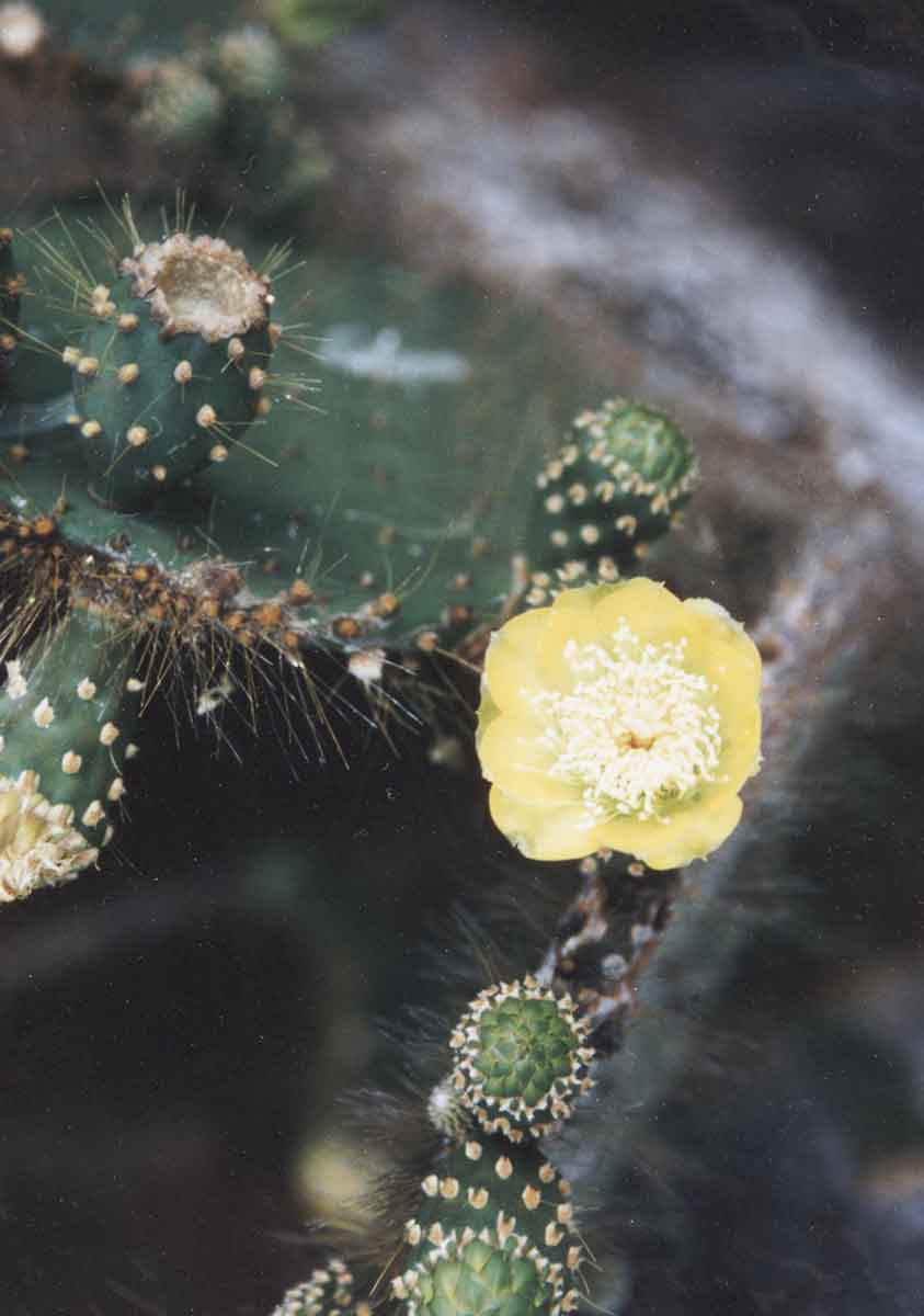 nopal flower2