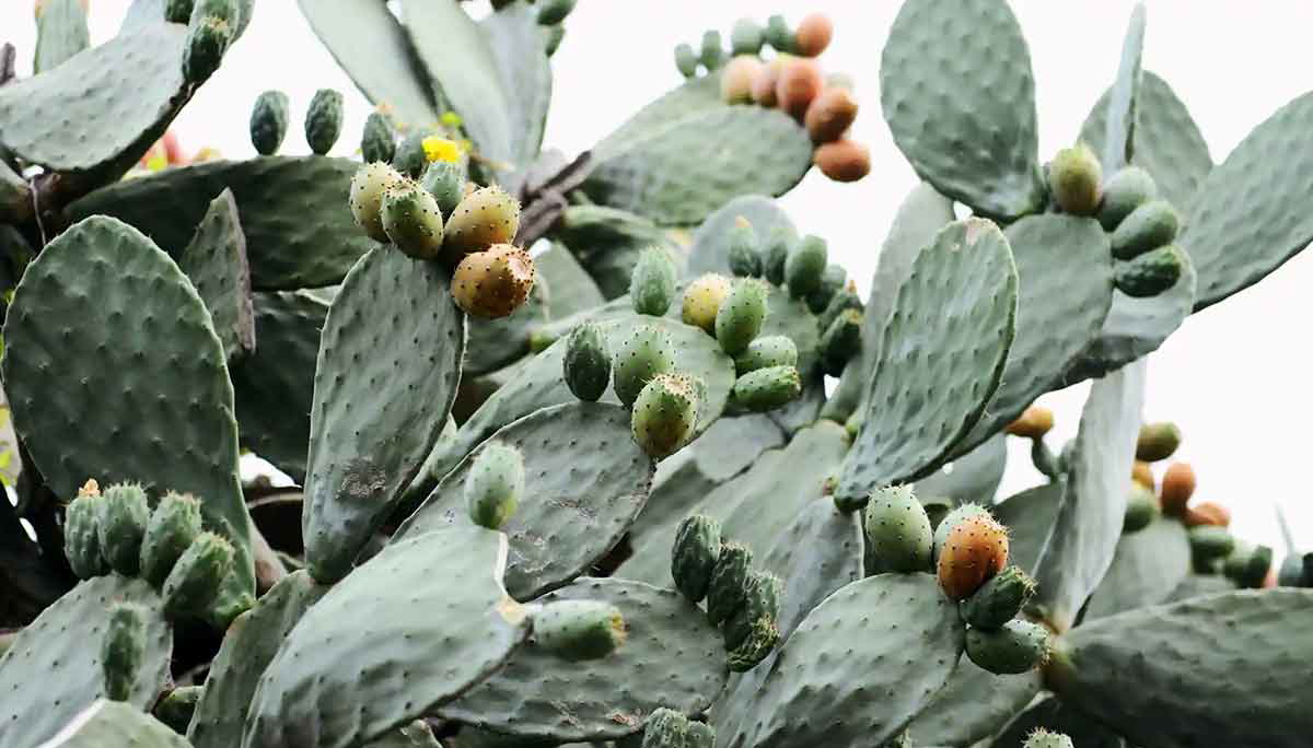 nopal