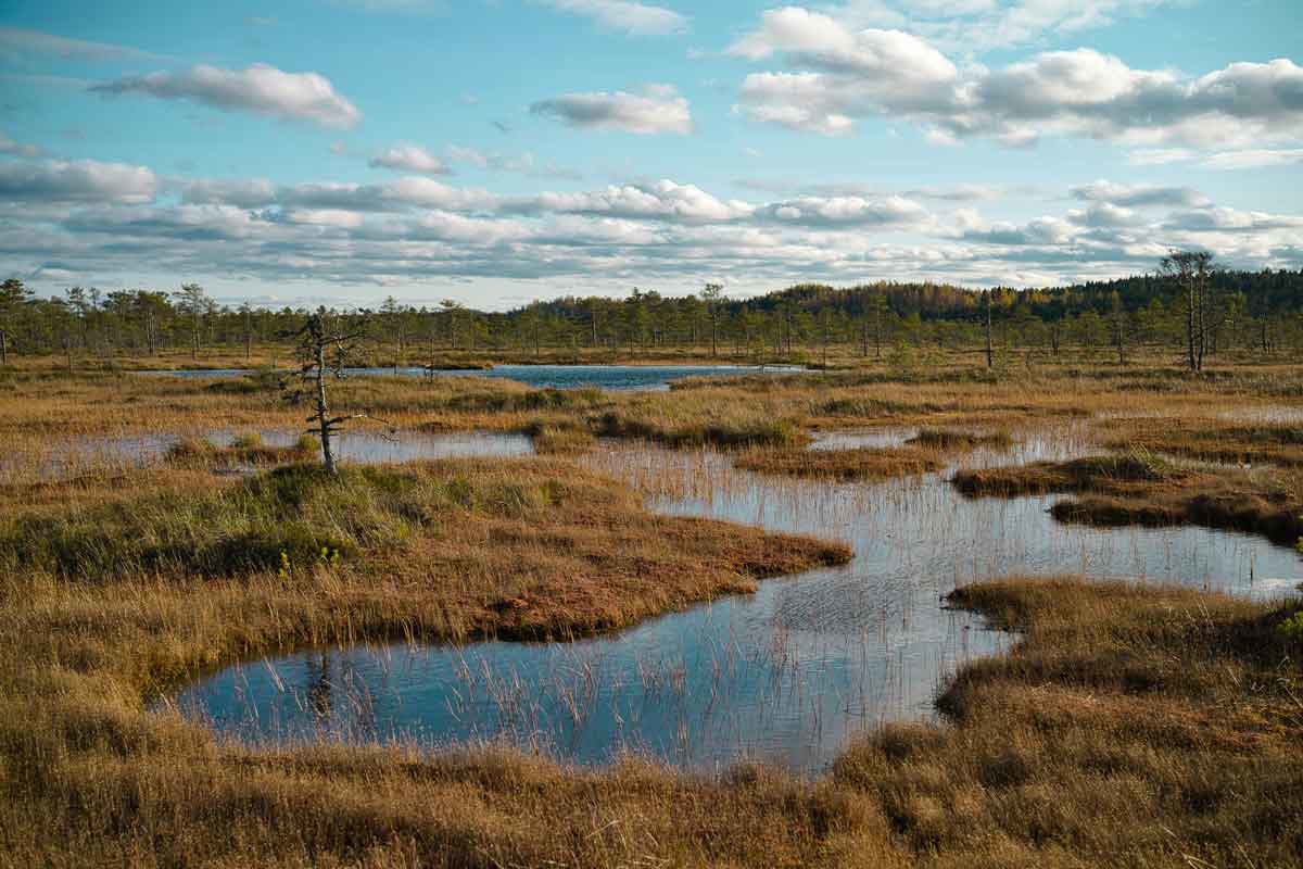 peat bog estonia