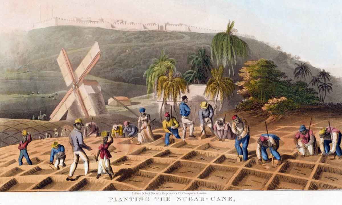 saint domingue sugar plantations painting