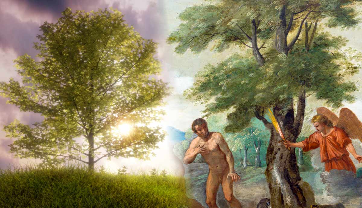 what bible say tree life christianity