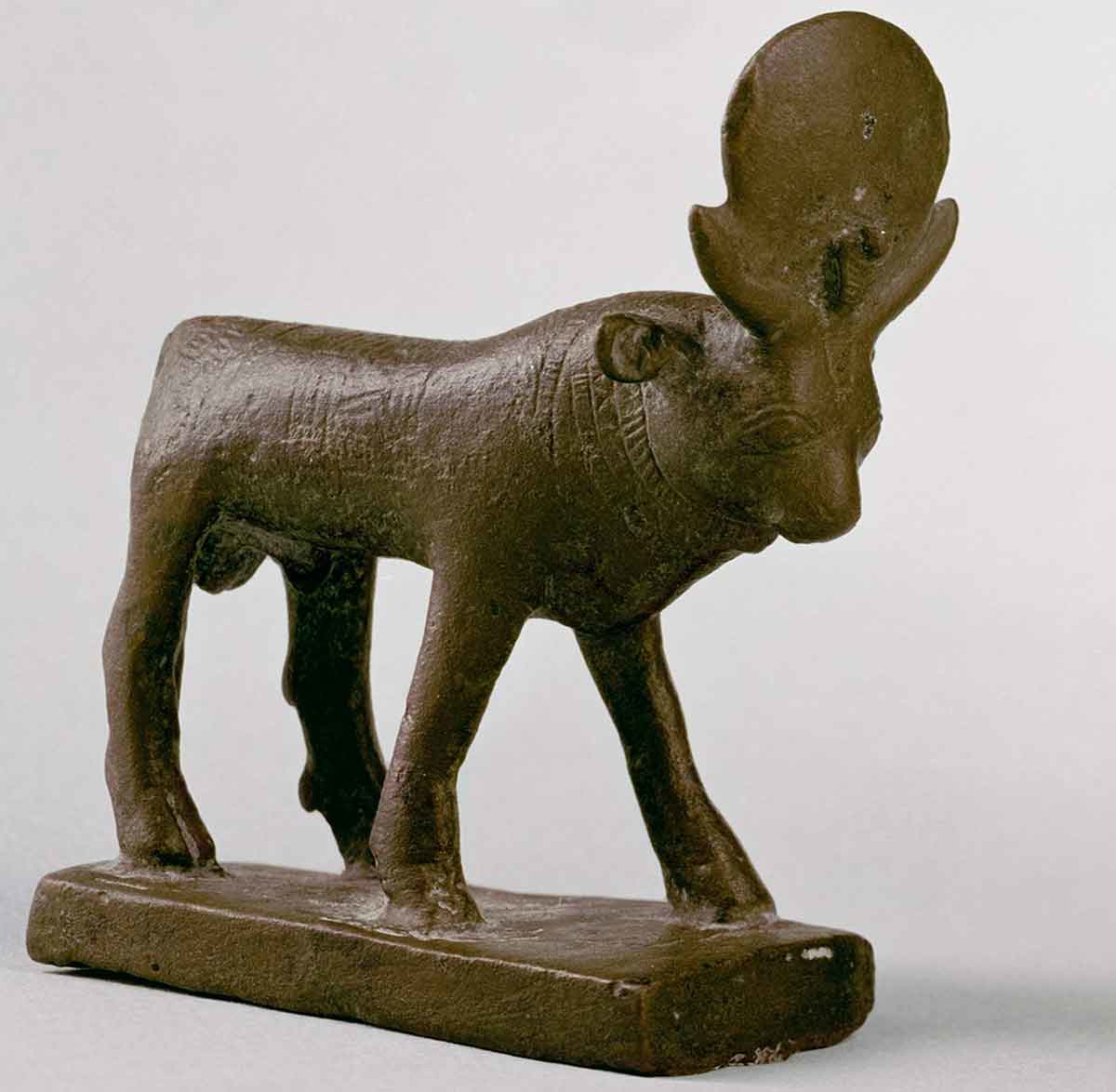 Apis Bull Brooklyn