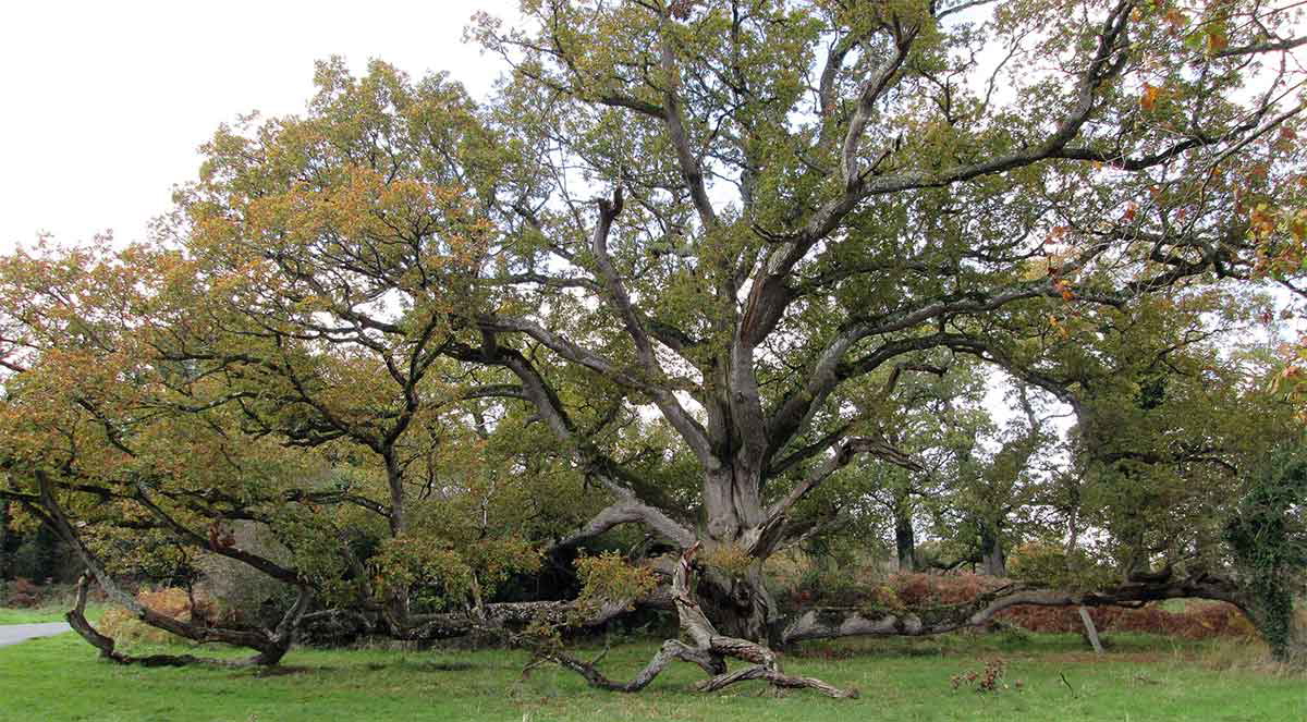 King Oak Tullamore