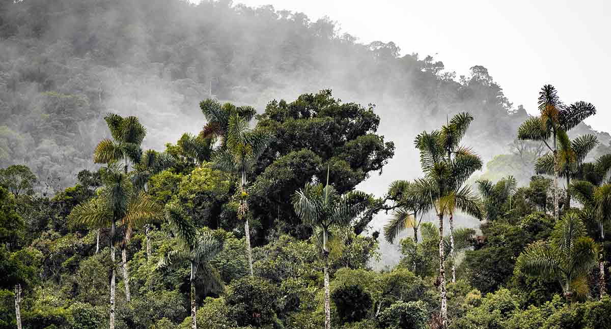 amazon rainforest peru