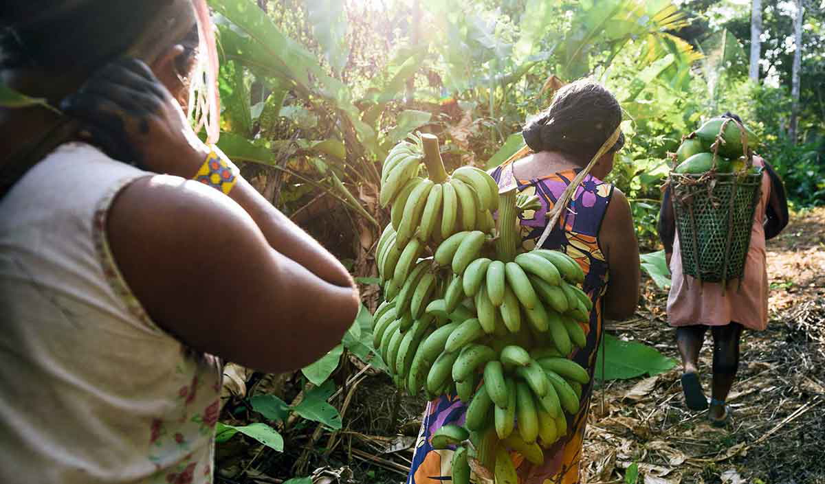 amazonian women agricultural activities