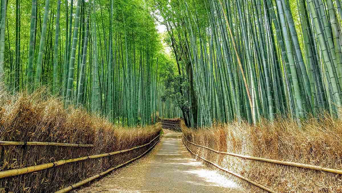 arashiyama bamboo forest
