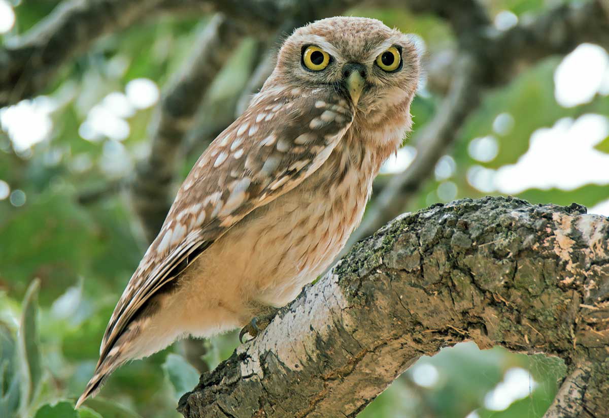 athene noctua little owl