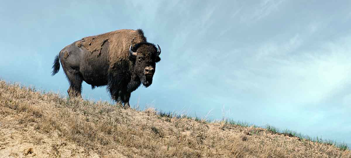 bison against sky