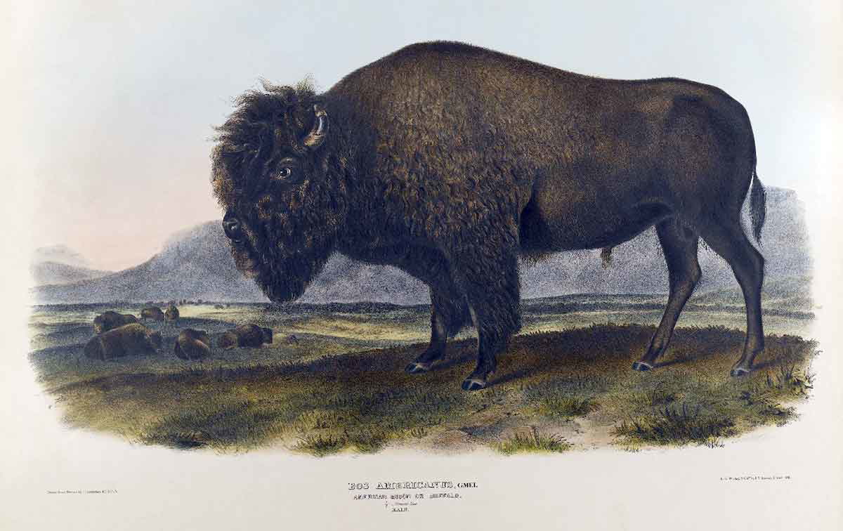 bison standing lithograph