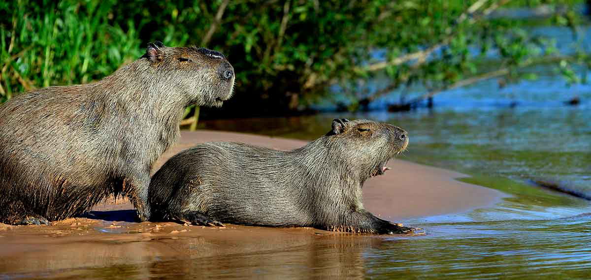 capybaras pantanal brazil south america