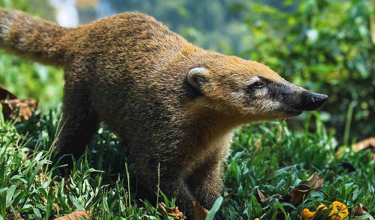 coati iguazu falls south america