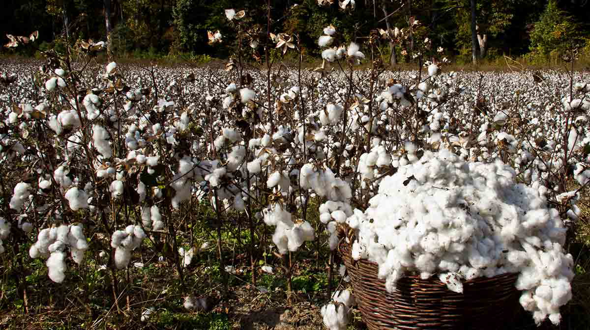 cotton kingdom plant