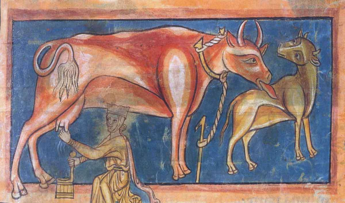 cows medieval manuscript