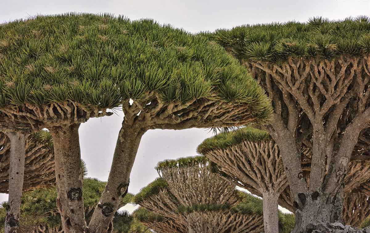 dragons blood trees