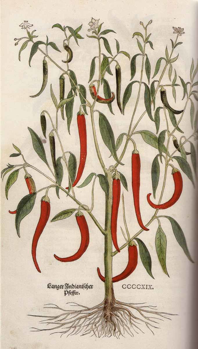 first illustration chilli peppers