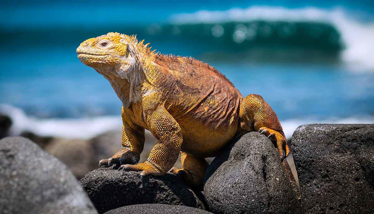 galapagos iguana