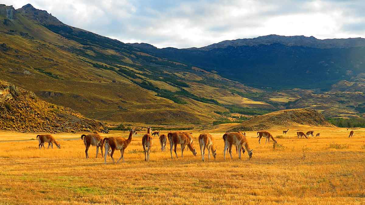 guanacos parque patagonia south america
