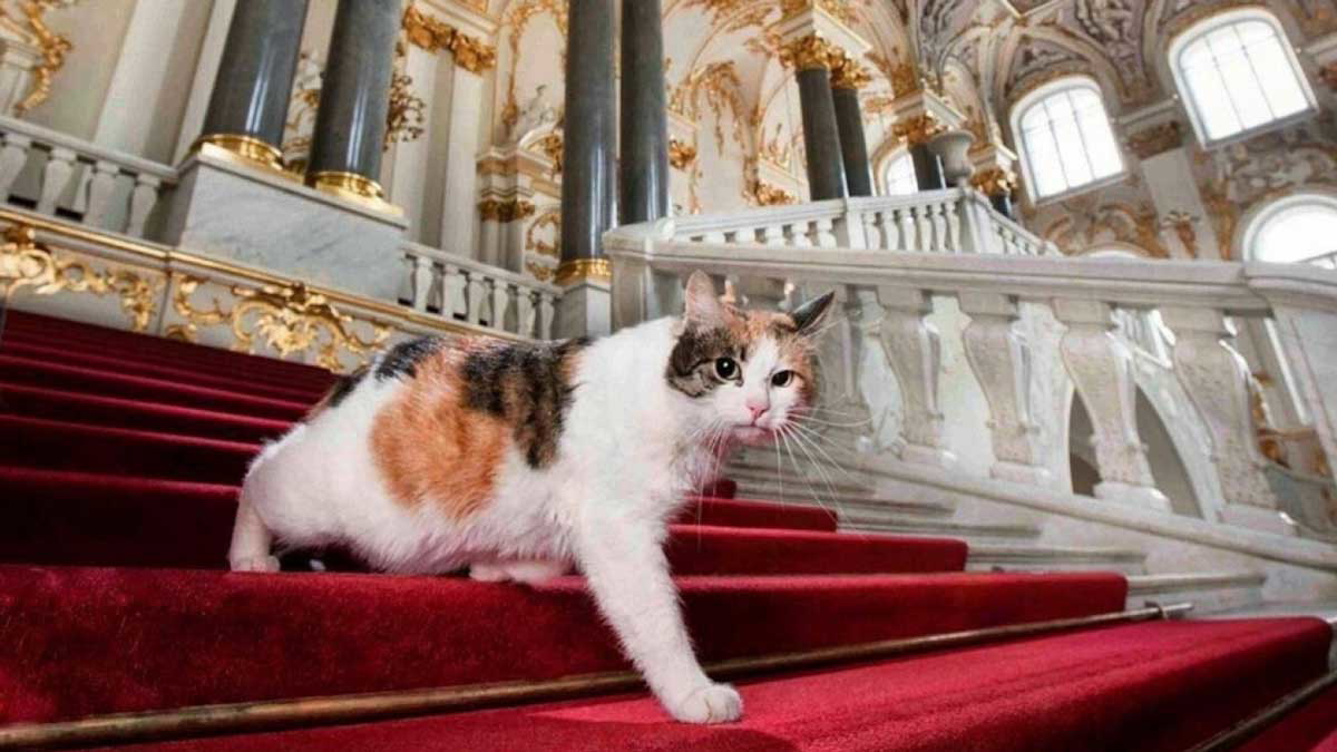 hermitage cats moscow times