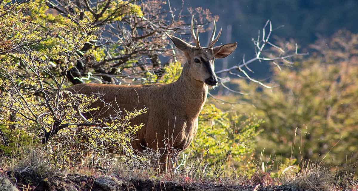 huemul deer parque patagonia south america