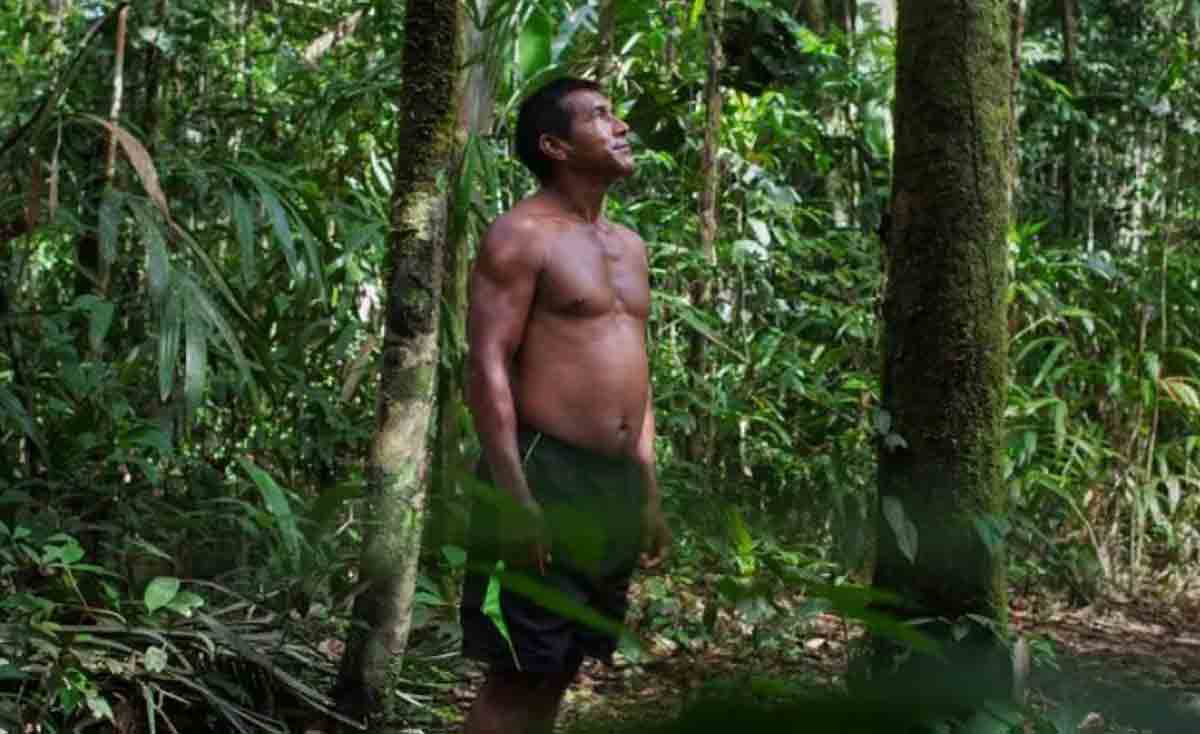 indigenous amazonian forest